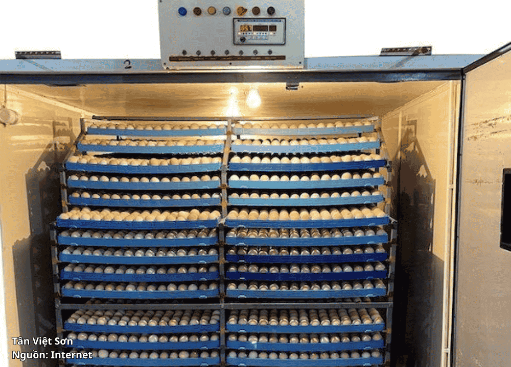Ấp Trứng Gà, hệ thống lò/máy ấp, TÂN VIỆT SƠN