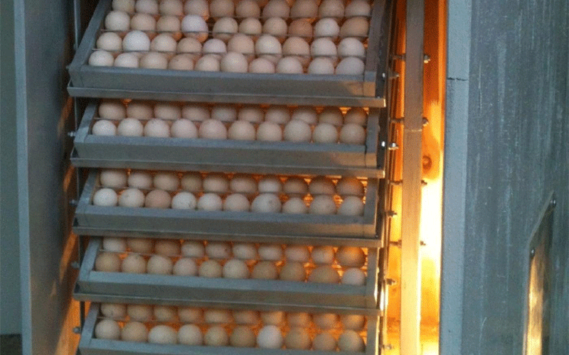 Ấp trứng gà